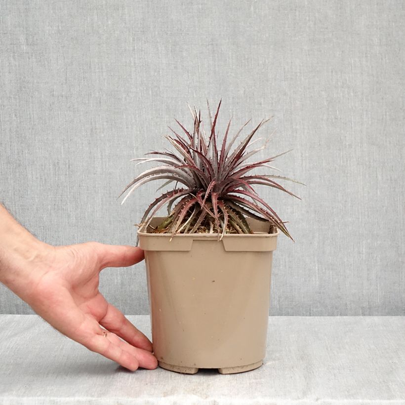 Esimerkki kesällä toimitetusta Dyckia Burgundy Ice 3 litran/4 litran ruukku-taimesta