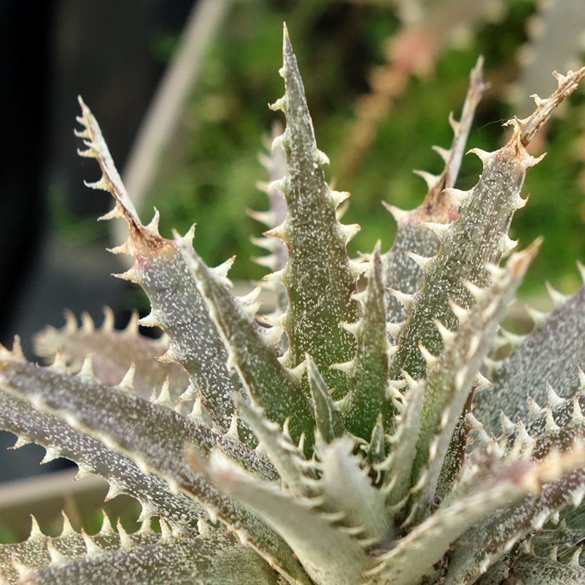 Dyckia Grand Marnier (Lehvistö)