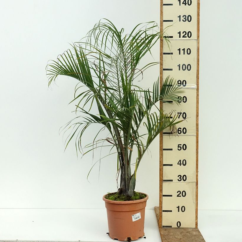 Esimerkki kesällä toimitetusta Kolmiopalmu - Dypsis decaryi 7,5 litran / 10 litran ruukku-taimesta