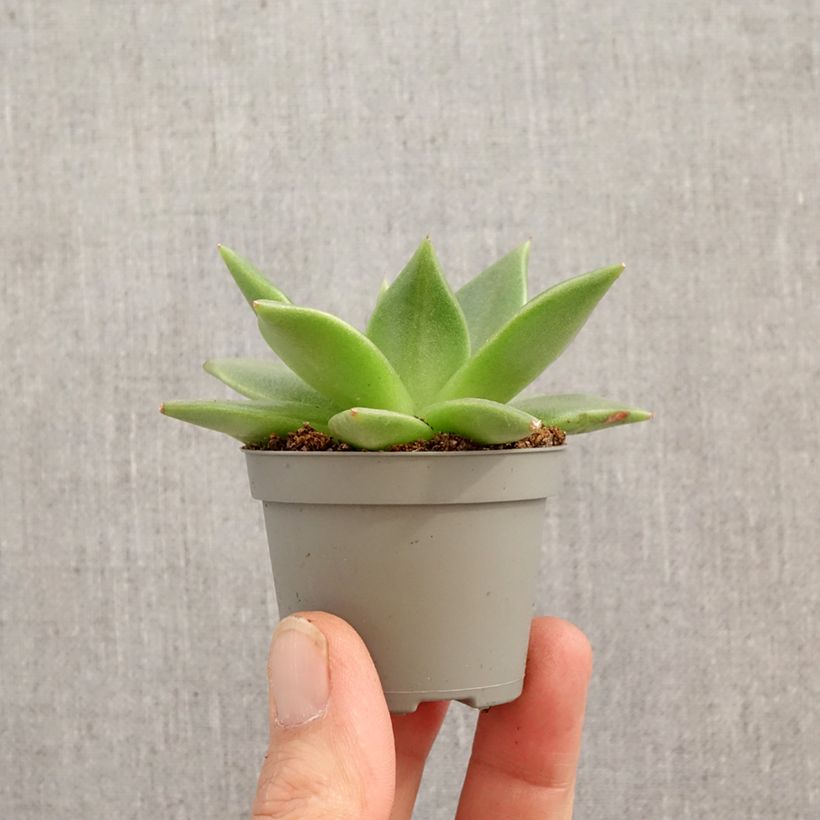 Example of Kuultomehiruusuke - Echeveria agavoides Mini-plante as you get in printemps