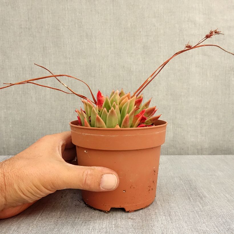 Esimerkki kesällä toimitetusta Kuultomehiruusuke - Echeveria agavoides 1 litran / 1,5 litran ruukku-taimesta