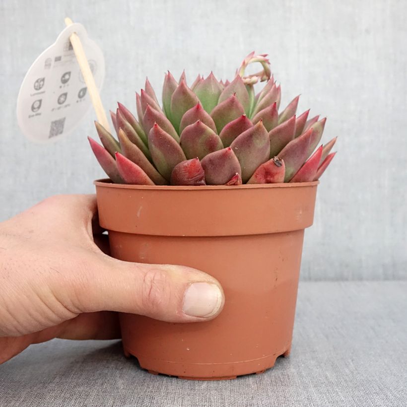Esimerkki talvella toimitetusta Echeveria agavoides Pot de 1L/1,5L-taimesta
