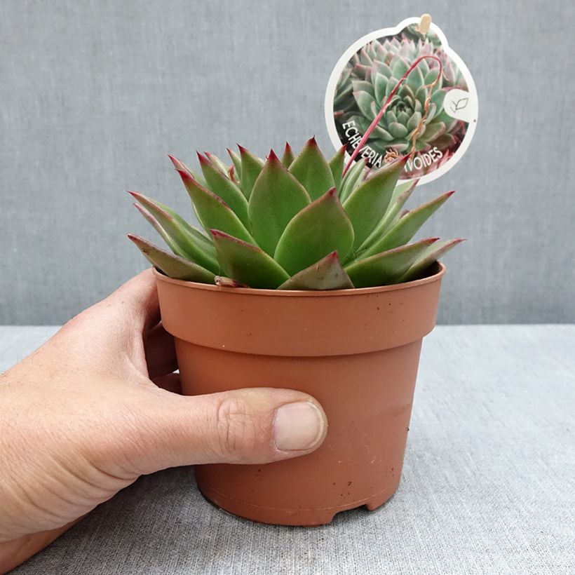 Example of Kuultomehiruusuke - Echeveria agavoides Pot de 1L/1,5L as you get in printemps