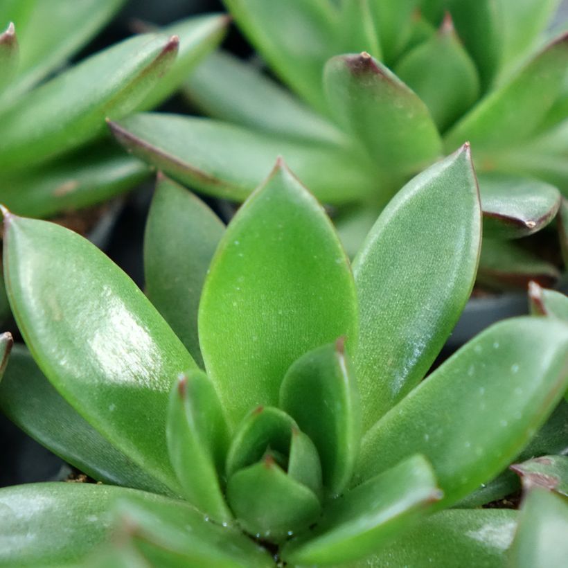 Kuultomehiruusuke Red Tip (Lehvistö)
