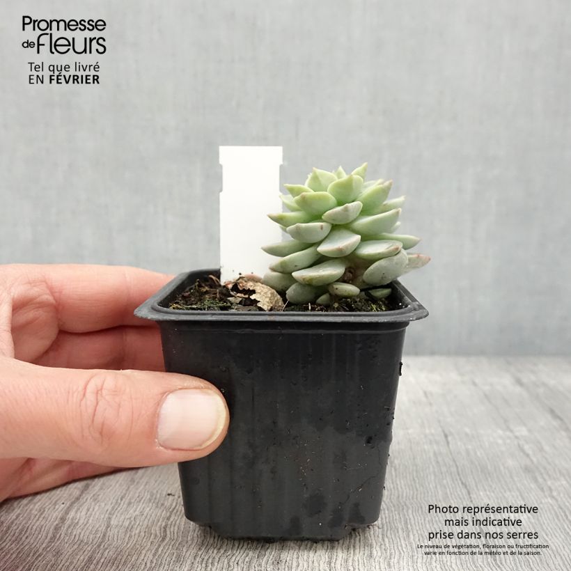 Esimerkki talvella toimitetusta Echeveria derenbergii  Godet de 8/9 cm-taimesta