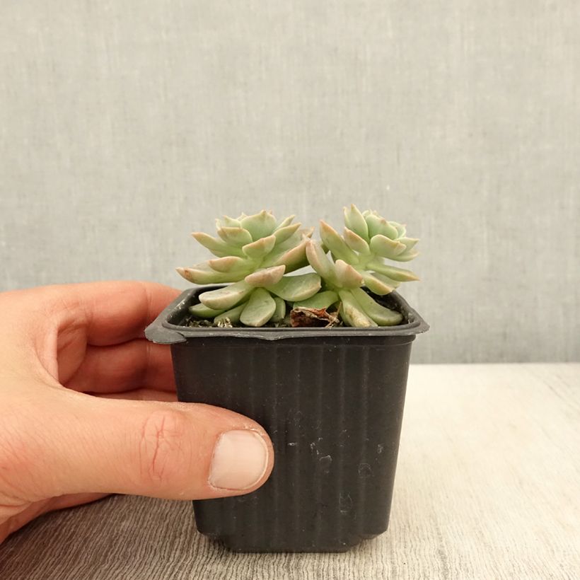 Example of Mätäsmehiruusuke - Echeveria derenbergii Godet de 8/9 cm as you get in printemps