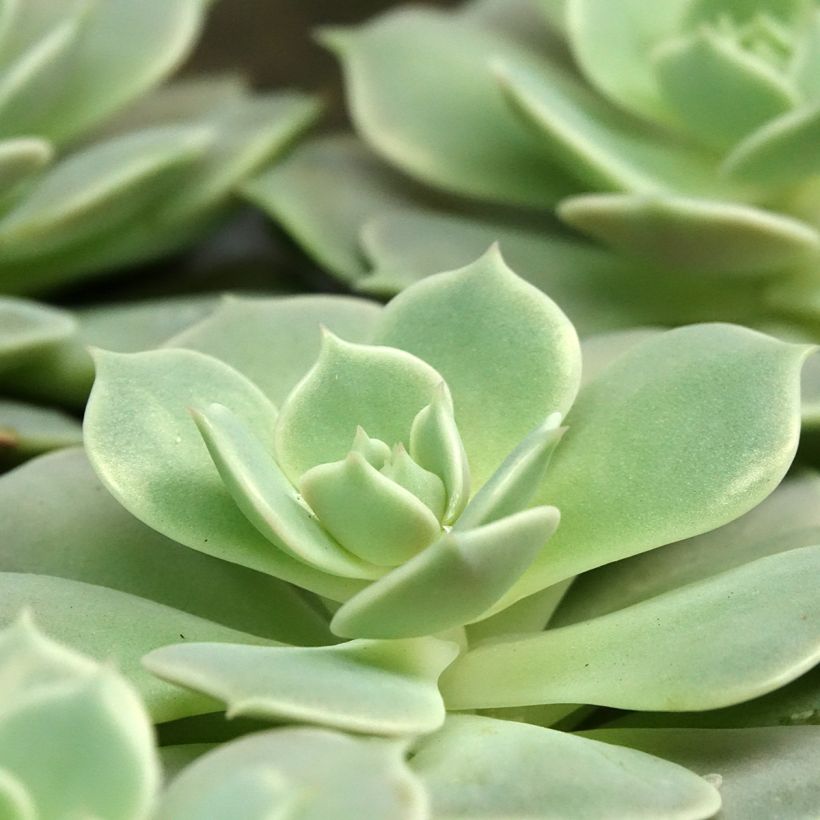 Mehiruusukkee Lola (Lehvistö)