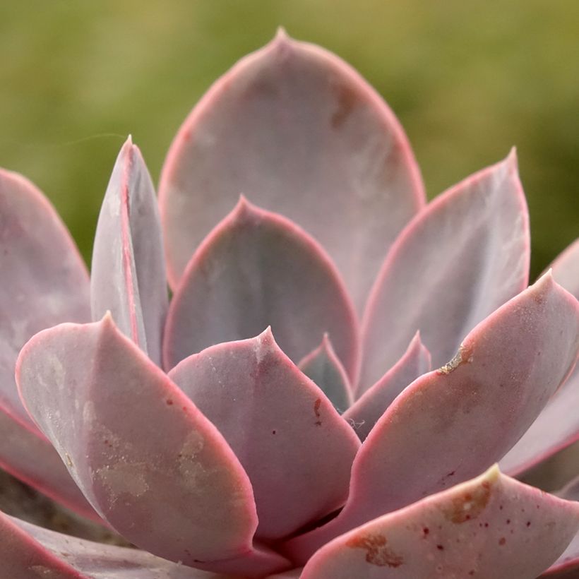 Mehiruusukkee Perle Von Nürnberg (Foliage)
