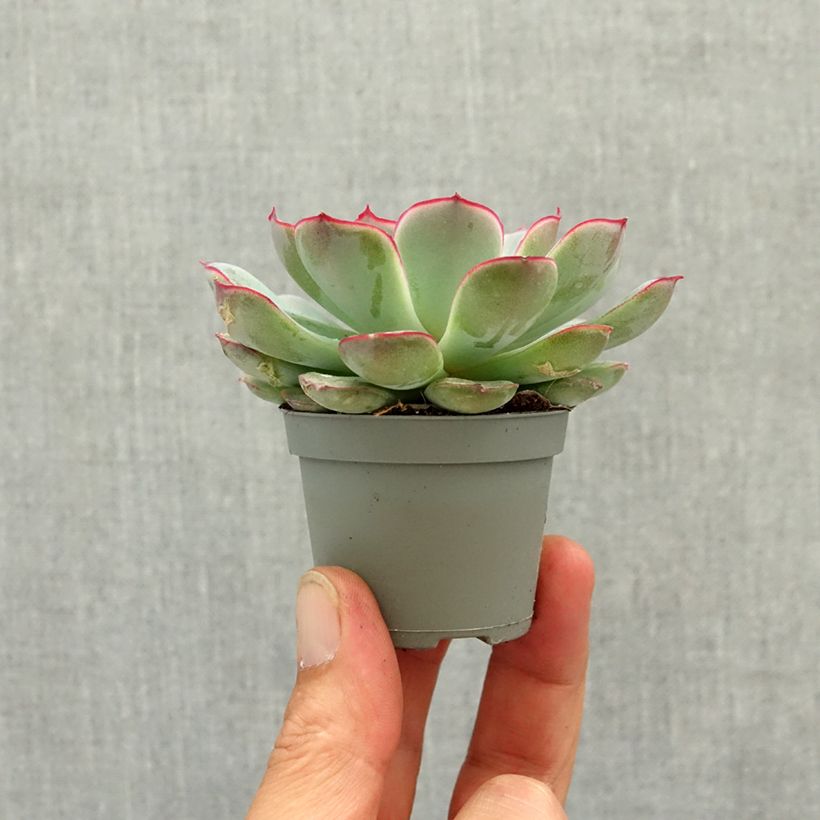 Esimerkki keväällä toimitetusta Mehiruusukkee - Echeveria pulidonis Minikasvi-taimesta