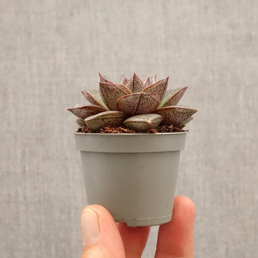 Esimerkki keväällä toimitetusta Mehiruusukkee - Echeveria purpusiorum Minikasvi-taimesta