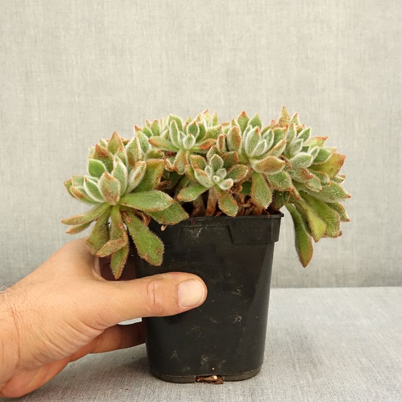 Esimerkki kesällä toimitetusta Nukkamehiruusuke - Echeveria setosa 1 litran / 1,5 litran ruukku-taimesta