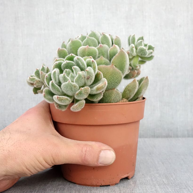 Esimerkki talvella toimitetusta Echeveria setosa Pot de 1L/1,5L-taimesta