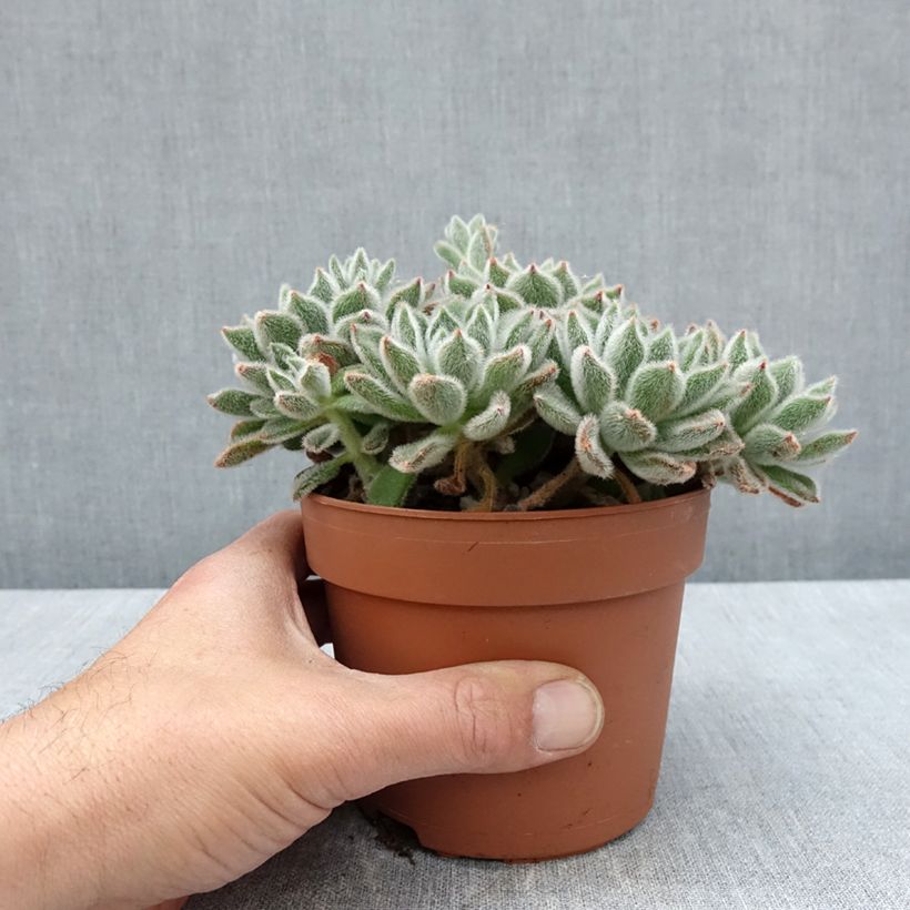 Example of Nukkamehiruusuke - Echeveria setosa Pot de 1L/1,5L as you get in printemps