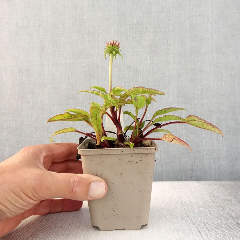 Esimerkki kesällä toimitetusta Echinacea Cheyenne Spirit - Echinacée Godet de 8/9 cm-taimesta