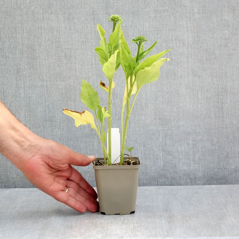 Esimerkki kesällä toimitetusta Kaunopunahattu Chiquita Taimiruukku 8/9 cm-taimesta