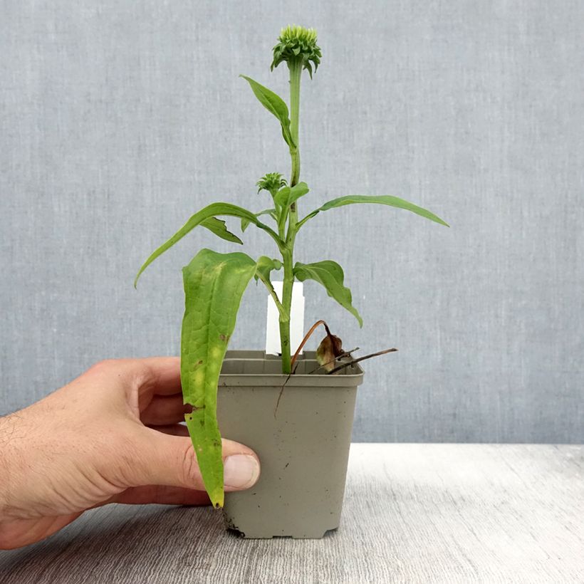 Esimerkki syksyllä toimitetusta Echinacea Chiquita - Echinacée Godet de 8/9 cm-taimesta