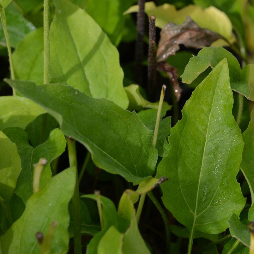 Kaunopunahattu Coconut Lime (Lehvistö)