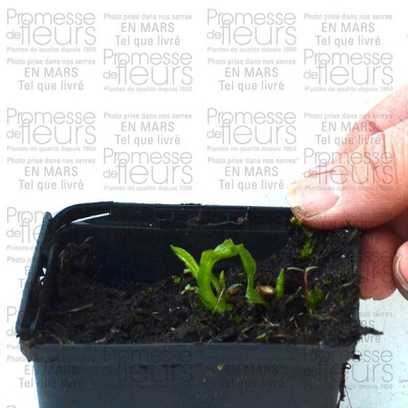 Esimerkki toimitetusta Kaunopunahattu Coupe Soleil Godet de 8/9 cm-taimesta