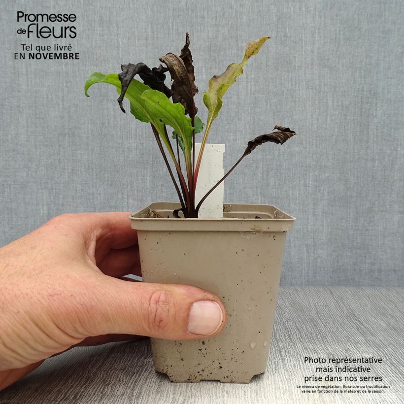 Esimerkki syksyllä toimitetusta Kaunopunahattu Eccentric 8/9 cm taimiruukku-taimesta