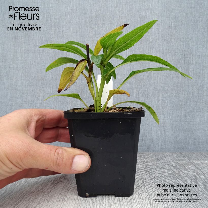 Esimerkki syksyllä toimitetusta Kaunopunahattu Green Envy 8/9 cm taimiruukku-taimesta