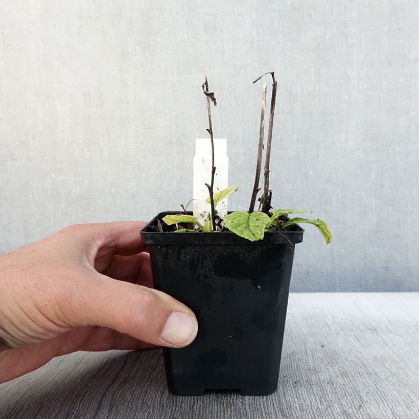 Esimerkki syksyllä toimitetusta Kaunopunahattu Green Jewel 8/9 cm taimiruukku-taimesta
