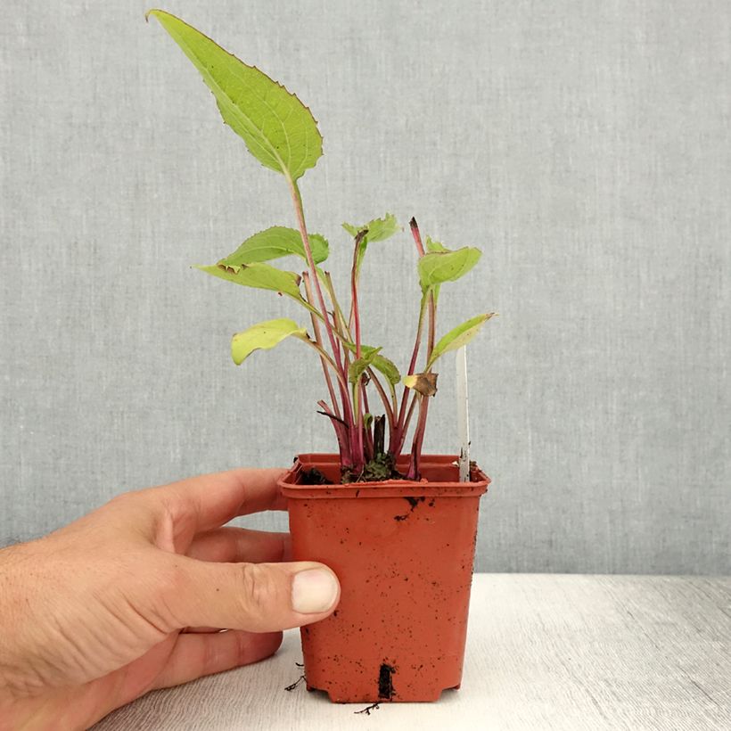 Esimerkki kesällä toimitetusta Kaunopunahattu Green Twister Taimiruukku 8/9 cm-taimesta