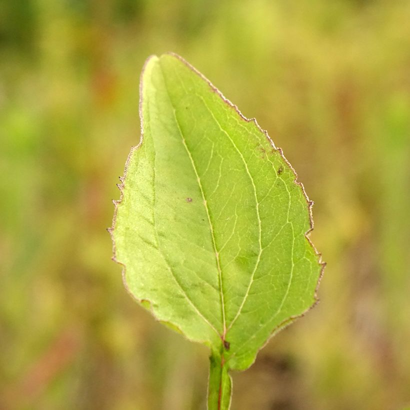 Kaunopunahattu Green Twister (Lehvistö)