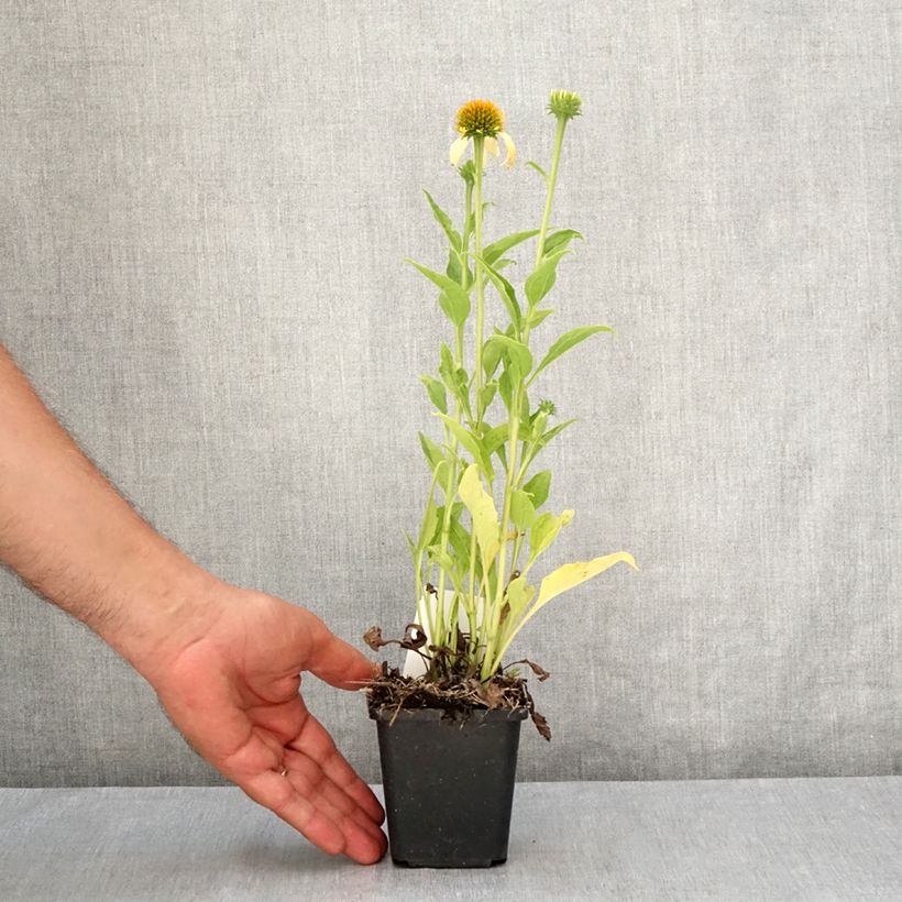 Esimerkki kesällä toimitetusta Kaunopunahattu Harvest Moon Taimiruukku 8/9 cm-taimesta