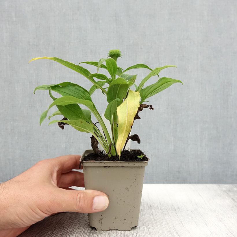 Esimerkki syksyllä toimitetusta Echinacea Harvest Moon - Echinacée Godet de 8/9 cm-taimesta