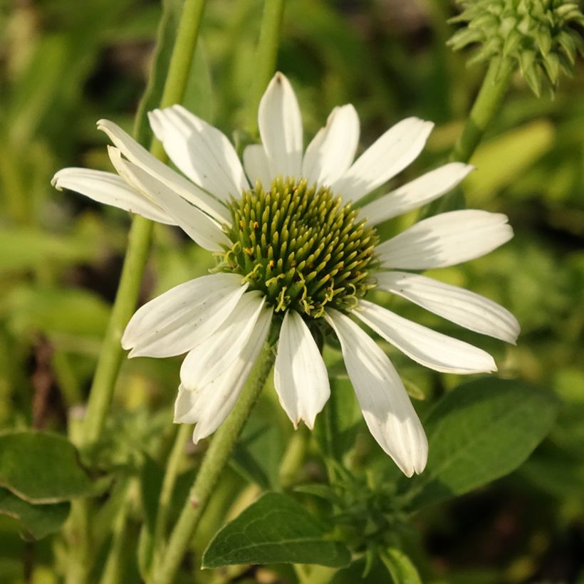 Kaunopunahattu Kismet Blanc (Kukinta)