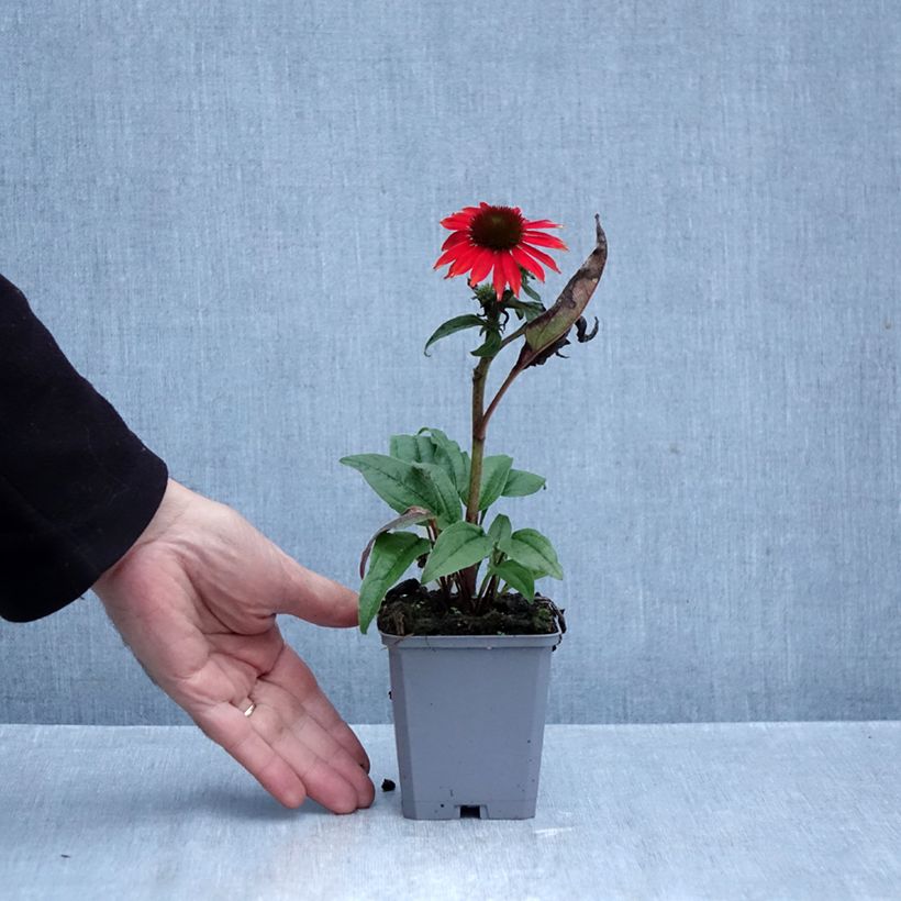 Esimerkki syksyllä toimitetusta Echinacea Lakota Red - Echinacée Godet de 8/9 cm-taimesta