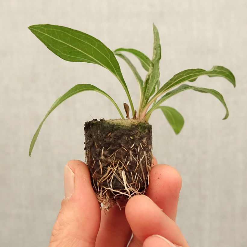 Esimerkki keväällä toimitetusta Kaunopunahattu Minibelle Minipaakku Ø 3/4 cm-taimesta
