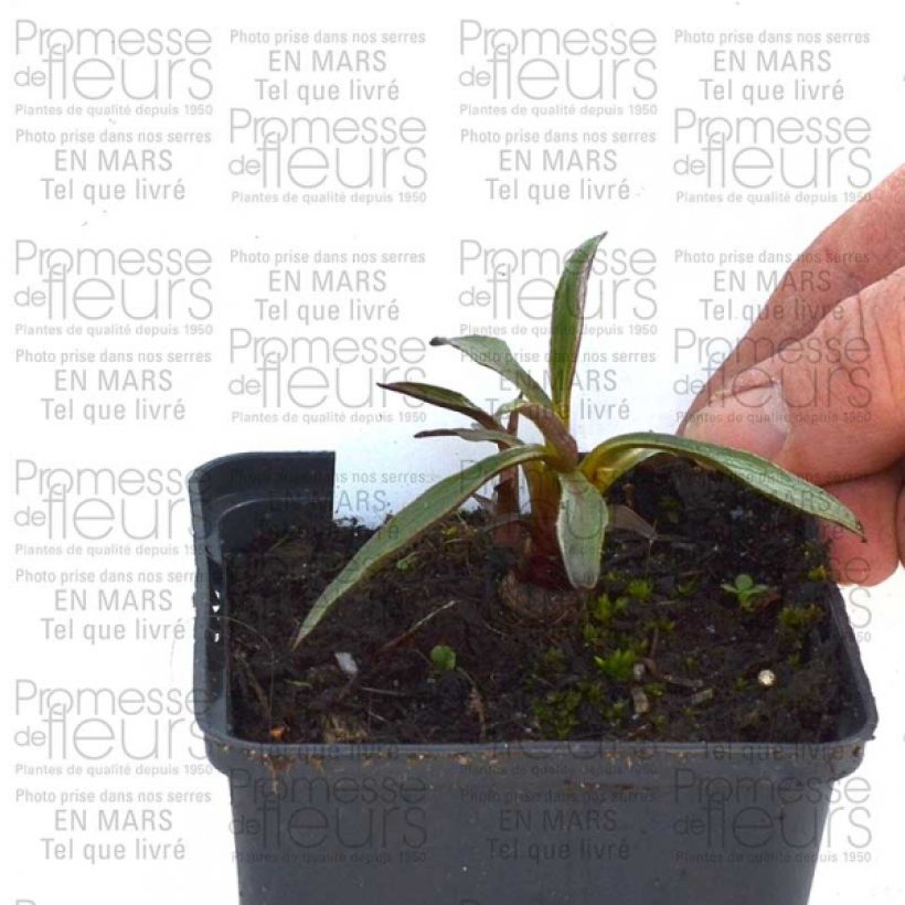Esimerkki toimitetusta Kaunopunahattu Summer Salsa Godet de 8/9 cm-taimesta