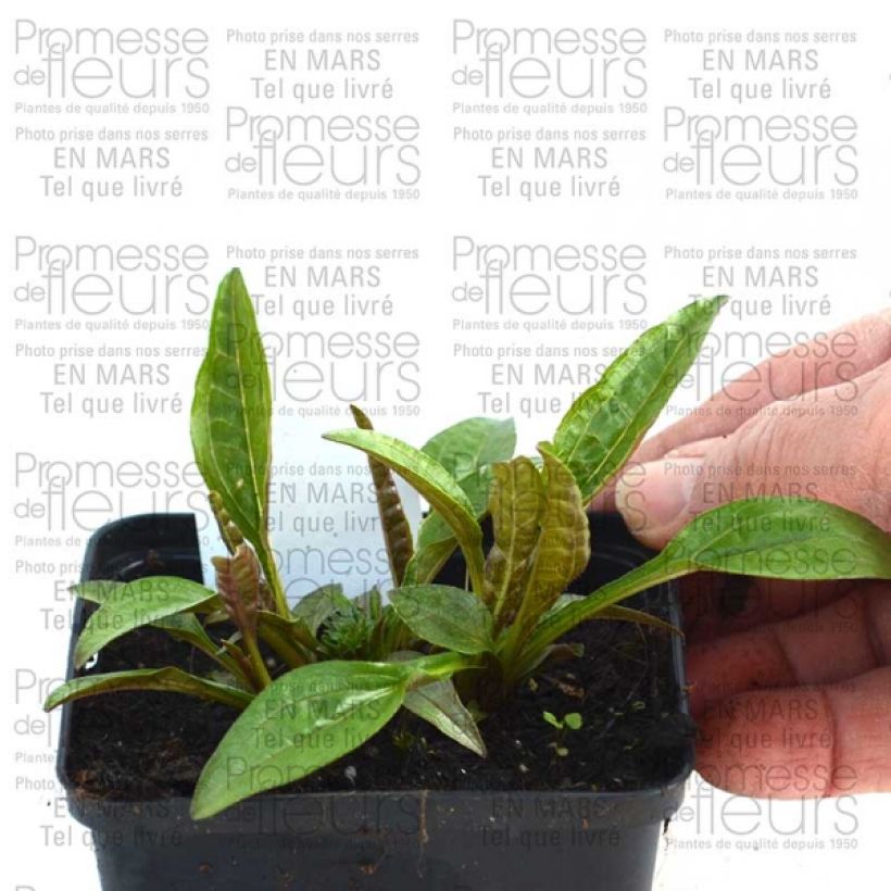 Esimerkki toimitetusta Kaunopunahattu Pacific Summer Godet de 8/9 cm-taimesta