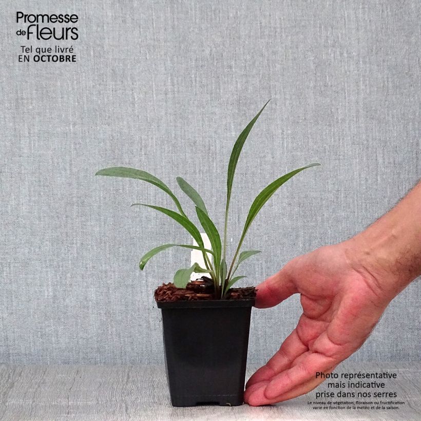 Esimerkki syksyllä toimitetusta Rohtopunahattu - Echinacea pallida 8/9 cm taimiruukku-taimesta