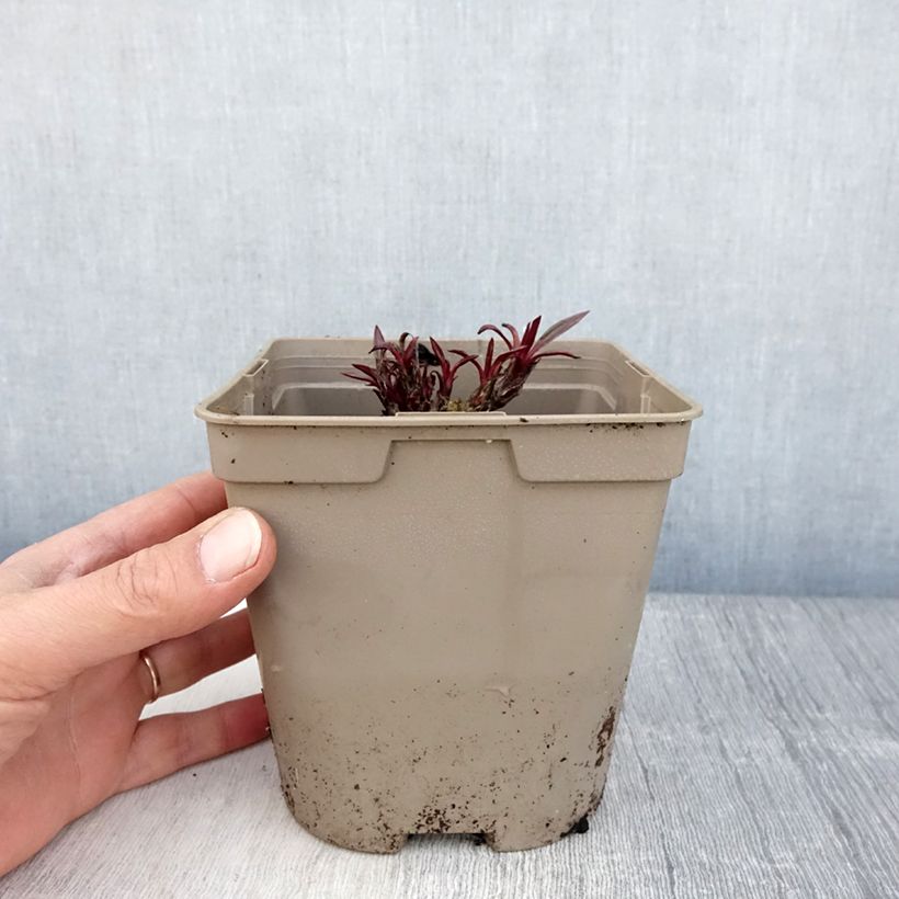 Esimerkki keväällä toimitetusta Rohtopunahattu - Echinacea pallida Ruukku 2L / 3L-taimesta