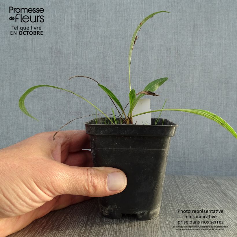 Esimerkki syksyllä toimitetusta Rohtopunahattu Hula Dancer 8/9 cm taimiruukku-taimesta