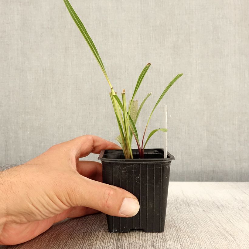 Esimerkki syksyllä toimitetusta Punahattu - Echinacea paradoxa 8/9 cm taimiruukku-taimesta