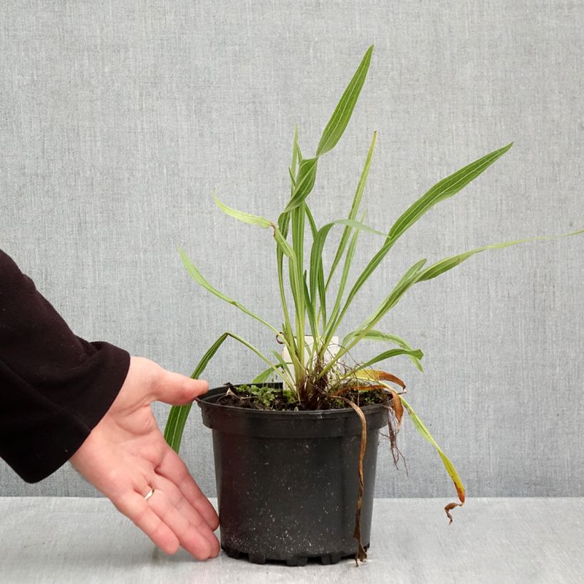 Esimerkki syksyllä toimitetusta Punahattu - Echinacea paradoxa 2 litran/3 litran ruukku-taimesta