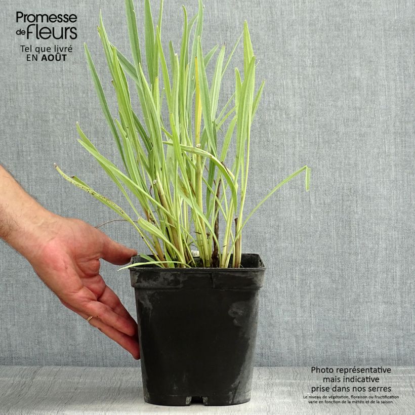 Esimerkki kesällä toimitetusta Punahattu - Echinacea paradoxa Ruukku 2L / 3L-taimesta