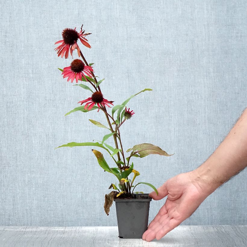 Esimerkki kesällä toimitetusta Kaunopunahattu Prima Ruby Taimiruukku 8/9 cm-taimesta