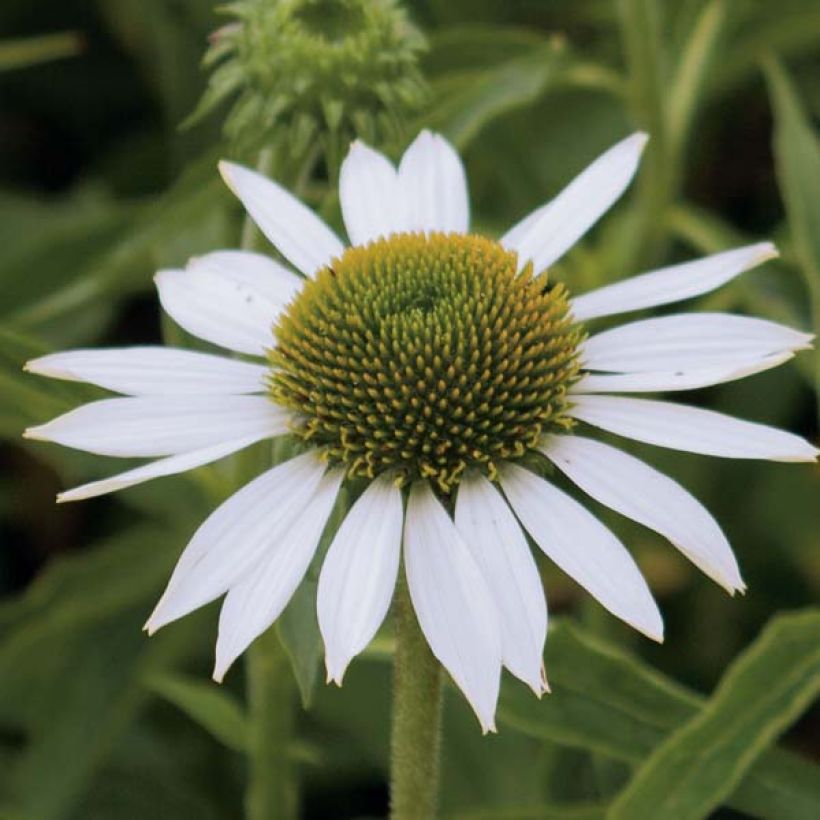 Kaunopunahattu Purity (Kukinta)