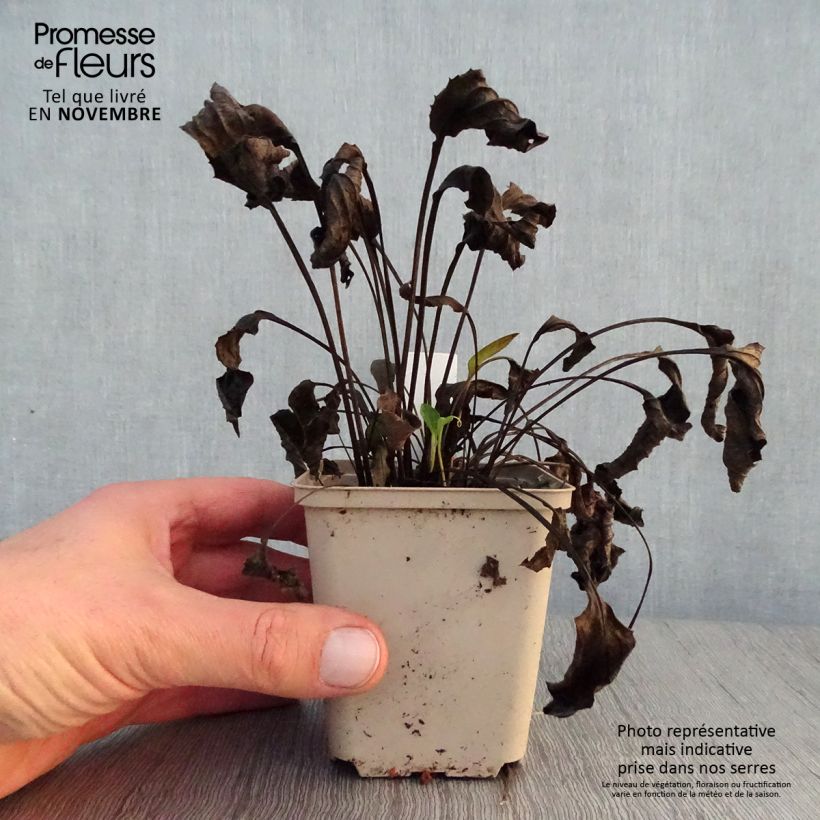 Esimerkki syksyllä toimitetusta Kaunopunahattu Purity 8/9 cm taimiruukku-taimesta