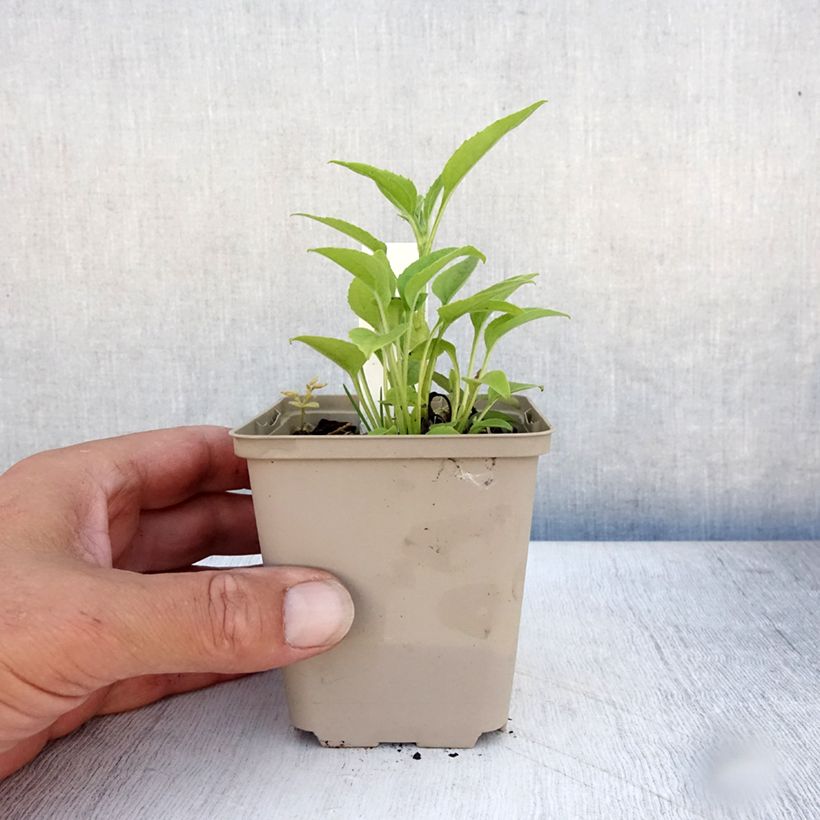 Esimerkki kesällä toimitetusta Kaunopunahattu Purity Godet de 8/9 cm-taimesta