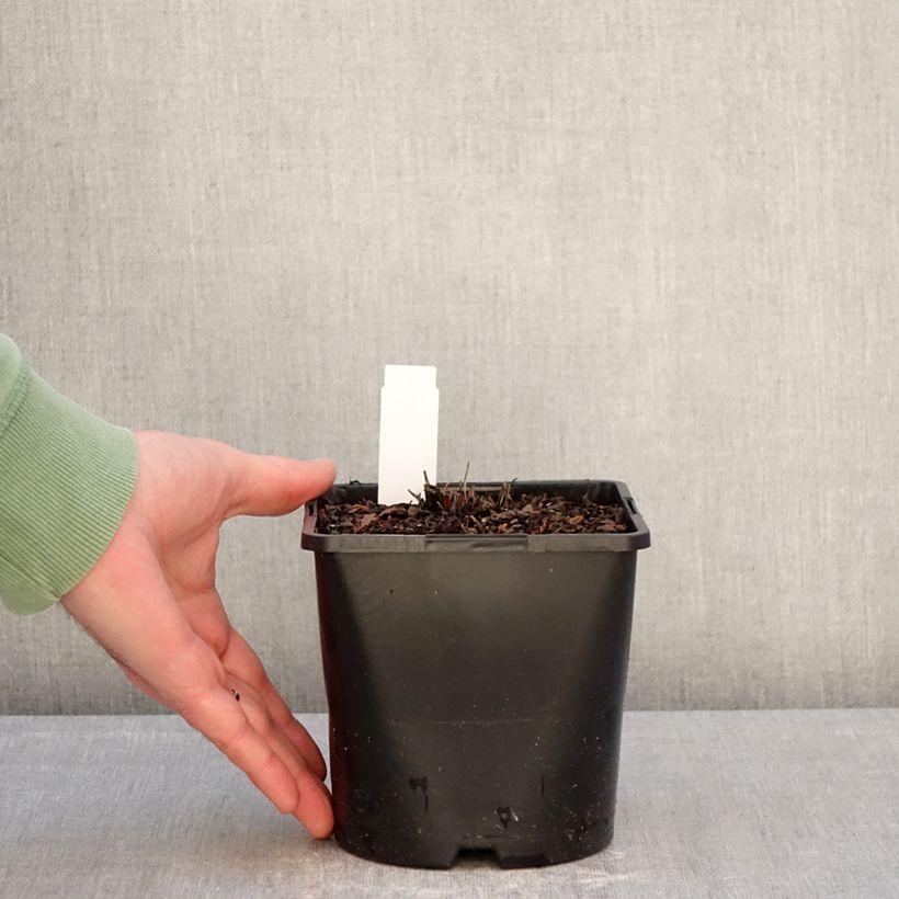 Esimerkki talvella toimitetusta Kaunopunahattu Double Decker Pot de 2L/3L-taimesta