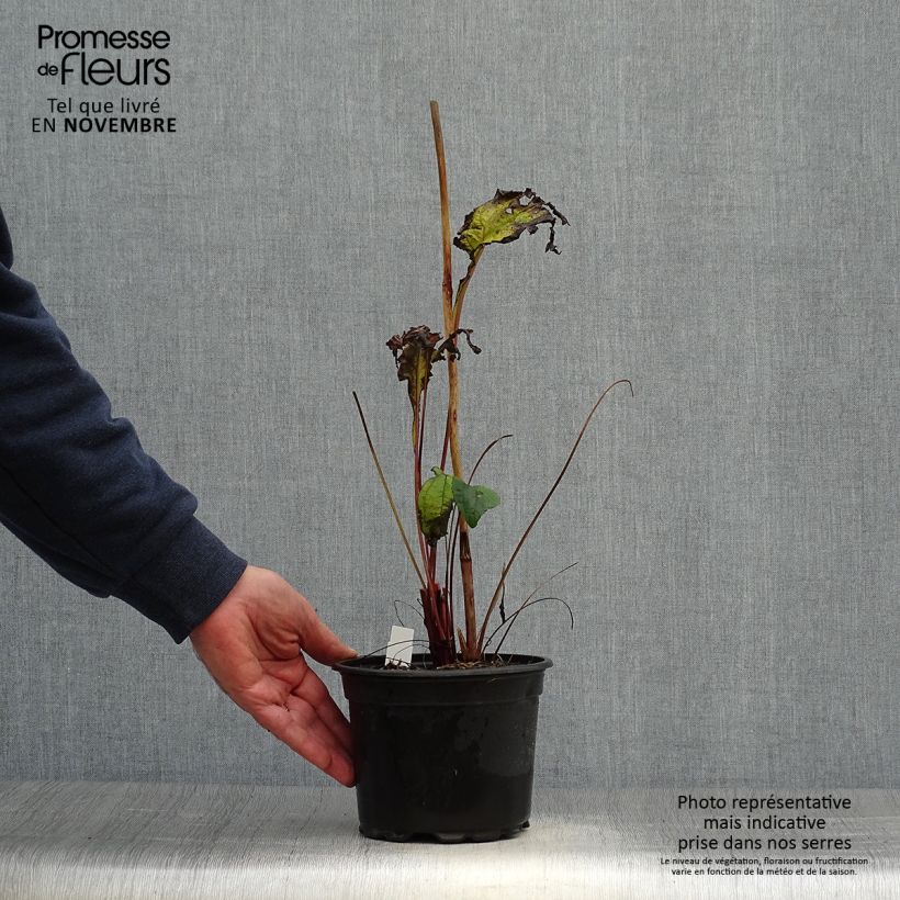 Esimerkki syksyllä toimitetusta Kaunopunahattu purppura - Echinacea purpurea 2 litran/3 litran ruukku-taimesta