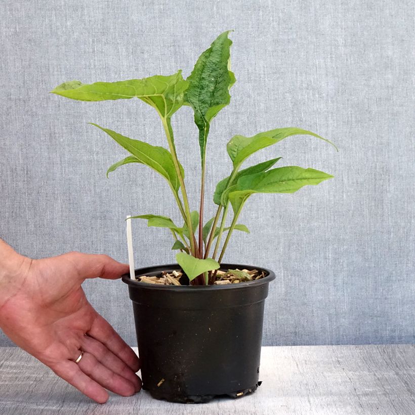 Esimerkki kesällä toimitetusta Kaunopunahattu purppura - Echinacea purpurea Ruukku 2L / 3L-taimesta