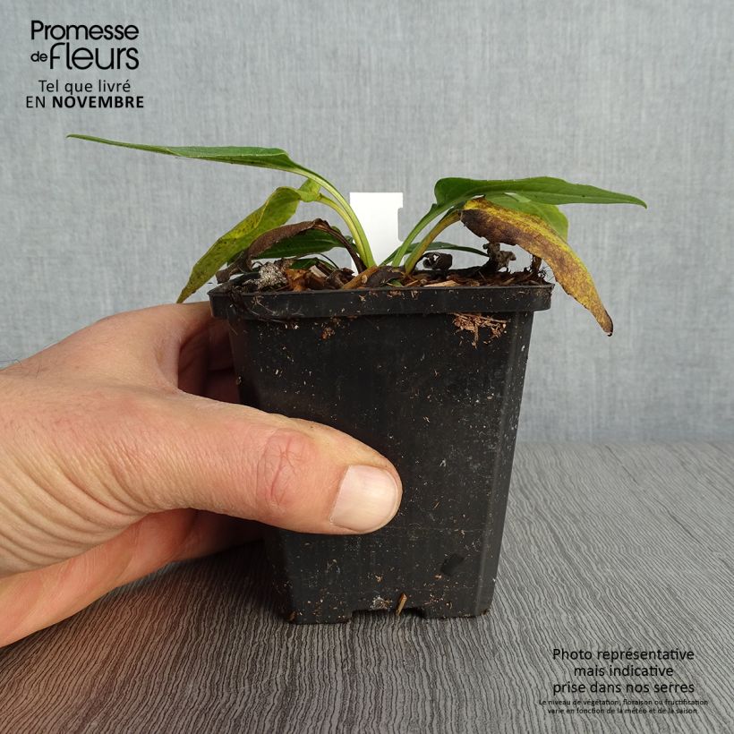 Esimerkki syksyllä toimitetusta Echinacea purpurea Espinoso Green - Echinacée Godet de 8/9 cm-taimesta