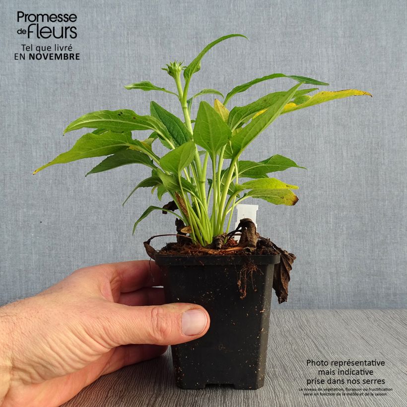 Esimerkki syksyllä toimitetusta Kaunopunahattu Espinoso Yellow 8/9 cm taimiruukku-taimesta