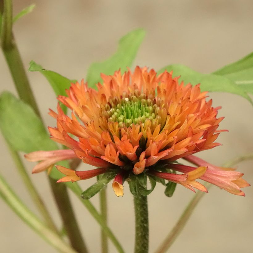 Kaunopunahattu Irresistible (Kukinta)
